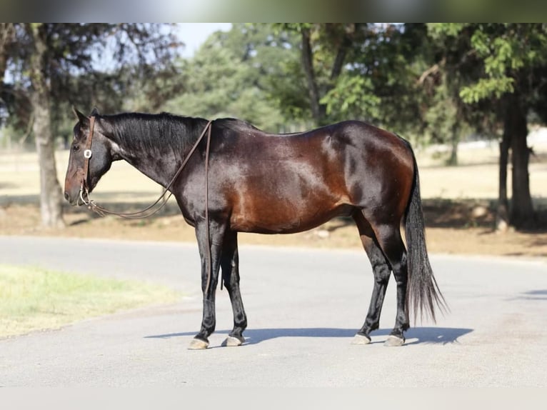 American Quarter Horse Wallach 14 Jahre 157 cm Rotbrauner in Stephenville, TX