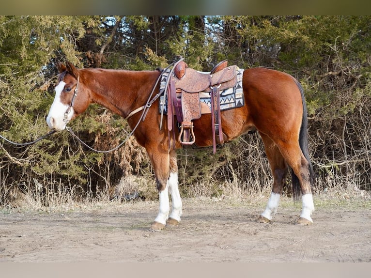 American Quarter Horse Wallach 14 Jahre 157 cm Rotbrauner in Valley Springs