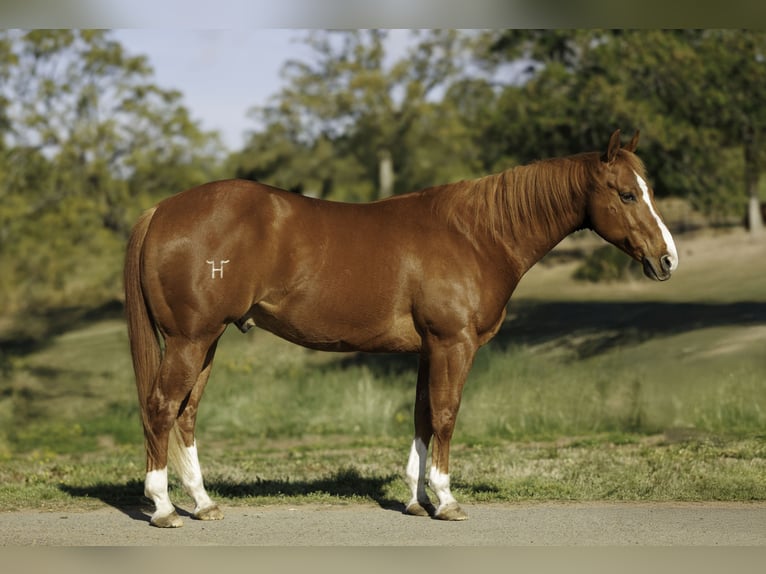 American Quarter Horse Wallach 14 Jahre 157 cm Rotfuchs in Mount Vernon