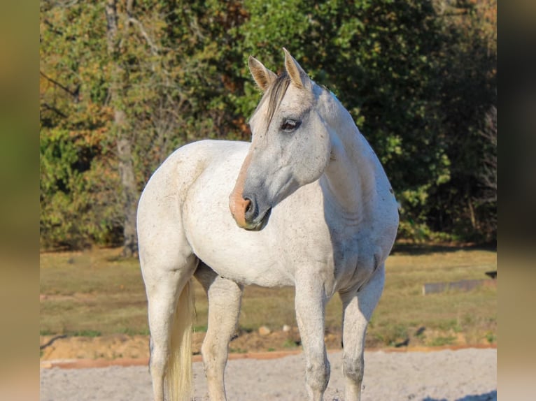 American Quarter Horse Wallach 14 Jahre 157 cm Schimmel in Hardinsburg IN