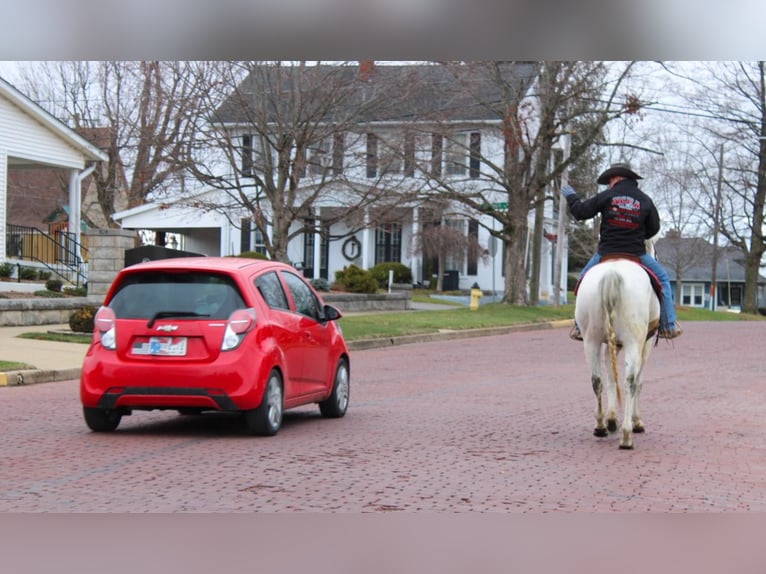 American Quarter Horse Wallach 14 Jahre 157 cm Schimmel in Hardinsburg IN