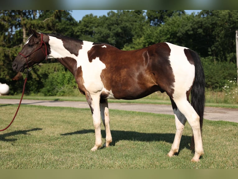 American Quarter Horse Wallach 14 Jahre 157 cm Tobiano-alle-Farben in Brooklyn WI