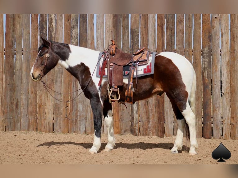 American Quarter Horse Wallach 14 Jahre 157 cm Tobiano-alle-Farben in Morgan Mill TX