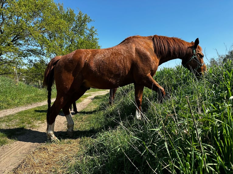 American Quarter Horse Wallach 14 Jahre 158 cm Fuchs in Teltow