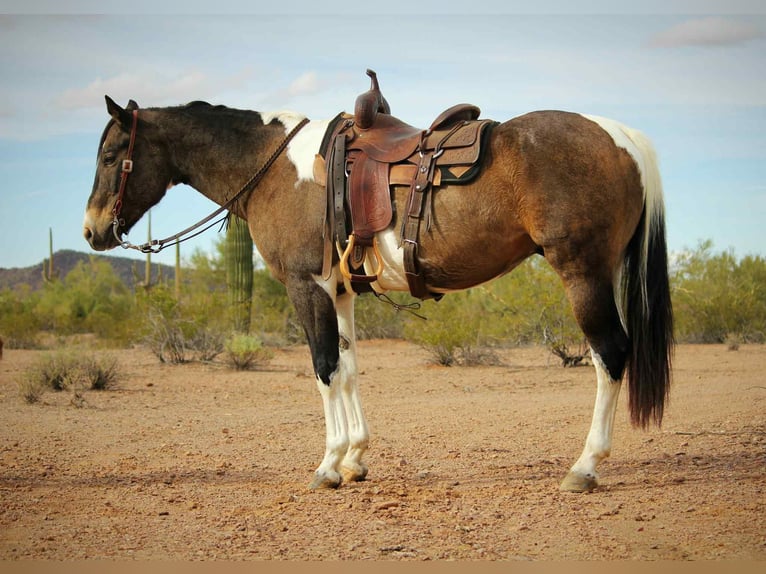 American Quarter Horse Wallach 14 Jahre 160 cm Buckskin in Marana