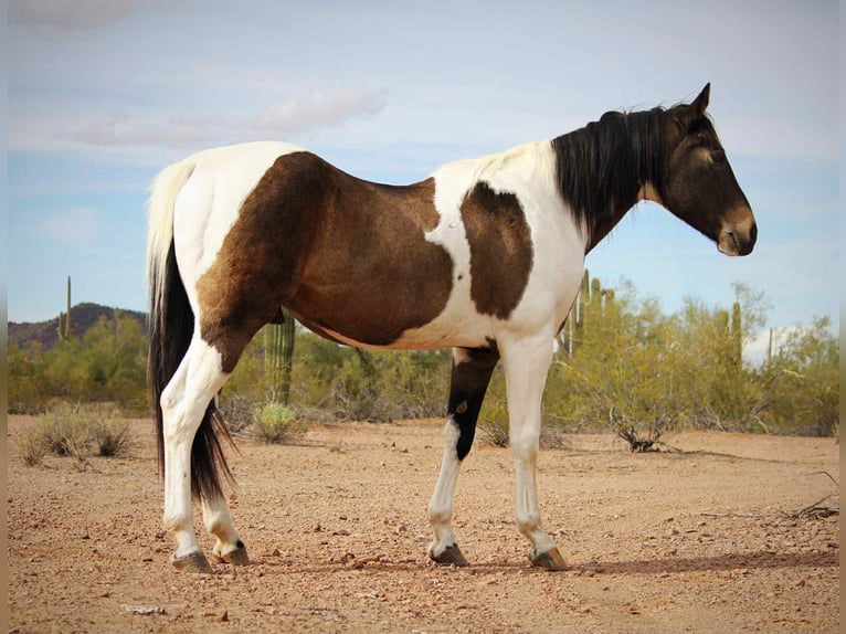 American Quarter Horse Wallach 14 Jahre 160 cm Buckskin in Marana