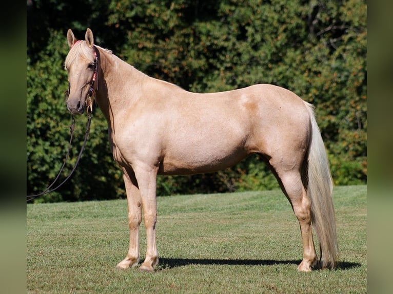 American Quarter Horse Wallach 14 Jahre 160 cm Palomino in Brodhead KY