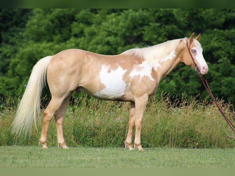 American Quarter Horse Wallach 14 Jahre 160 cm Palomino in Brodhead KY