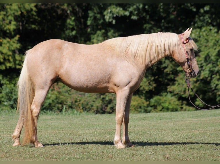 American Quarter Horse Wallach 14 Jahre 160 cm Palomino in Brodhead KY