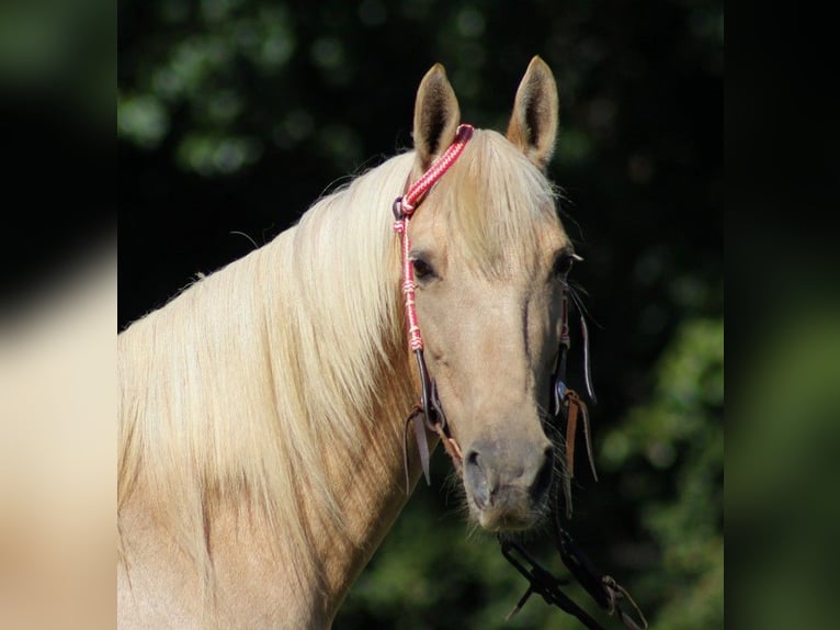 American Quarter Horse Wallach 14 Jahre 160 cm Palomino in Brodhead KY