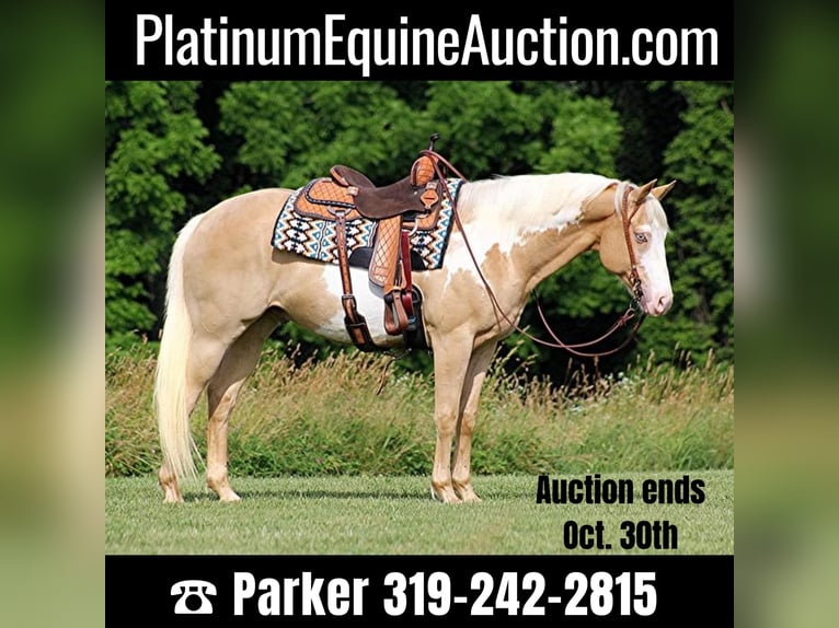American Quarter Horse Wallach 14 Jahre 160 cm Palomino in Brodhead KY