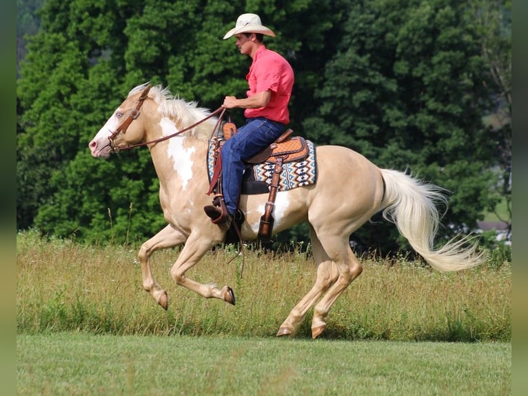 American Quarter Horse Wallach 14 Jahre 160 cm Palomino in Brodhead KY