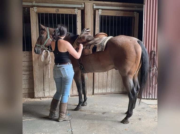 American Quarter Horse Wallach 14 Jahre 160 cm Roan-Bay in Granby, CT