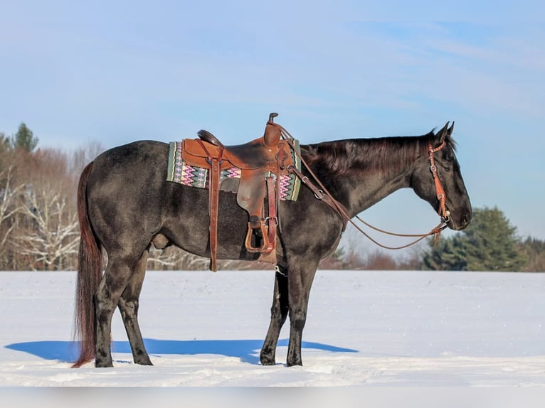 American Quarter Horse Wallach 14 Jahre 160 cm Roan-Blue in Clarion