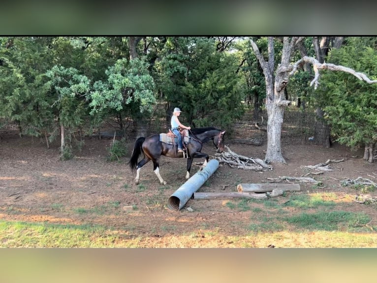 American Quarter Horse Wallach 14 Jahre 160 cm Rotbrauner in Joshua TX