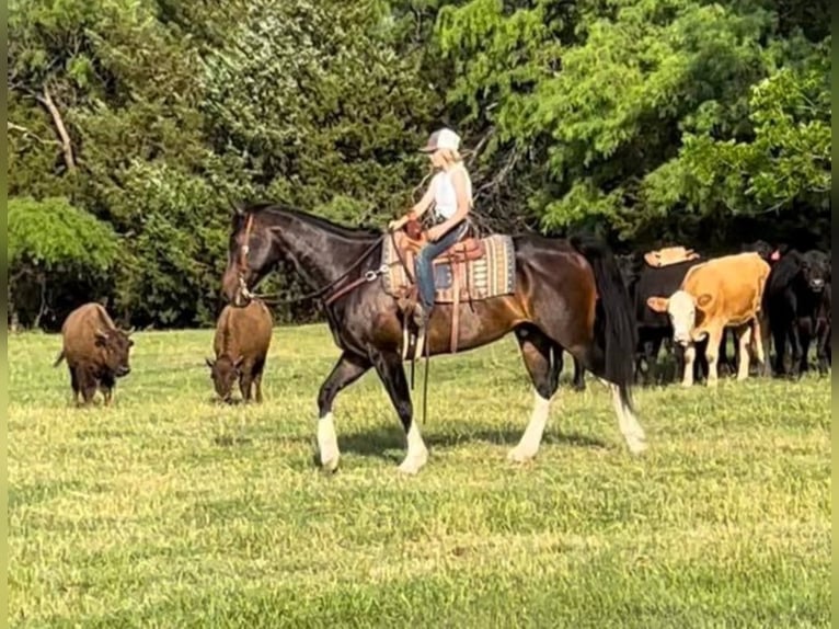 American Quarter Horse Wallach 14 Jahre 160 cm Rotbrauner in Joshua TX