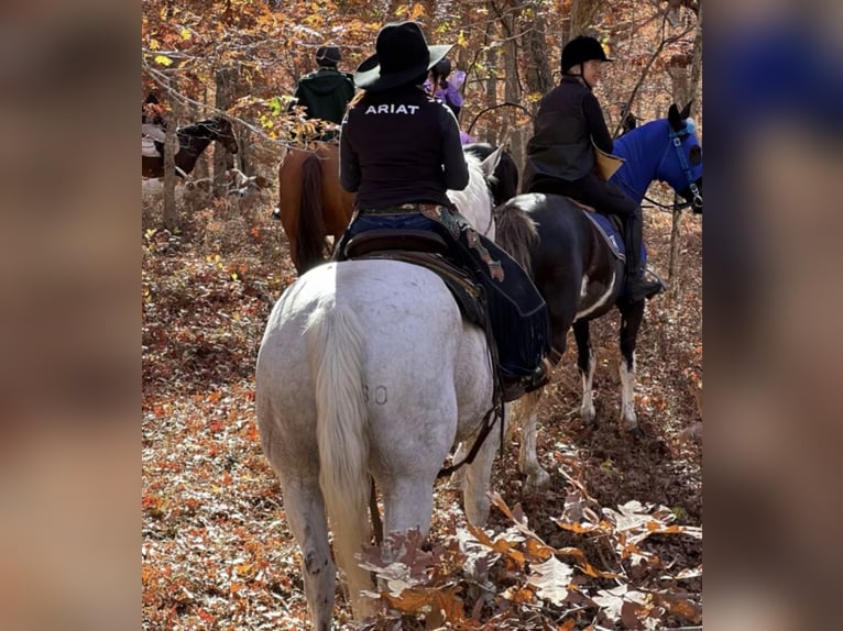 American Quarter Horse Wallach 14 Jahre 160 cm Schimmel in Central Islip