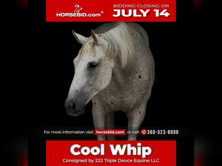 American Quarter Horse Wallach 14 Jahre 160 cm Schimmel in Cisco, TX