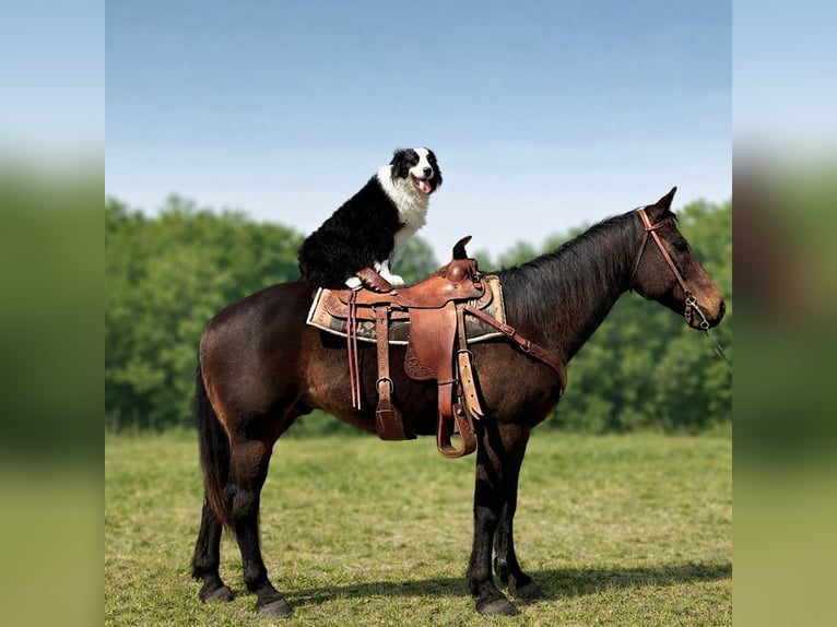 American Quarter Horse Wallach 14 Jahre 163 cm Dunkelbrauner in Four Oaks