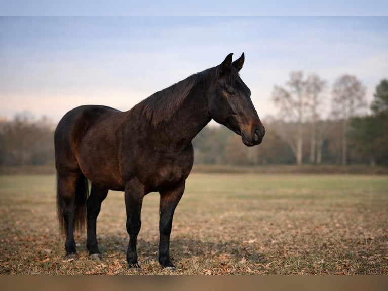 American Quarter Horse Wallach 14 Jahre 163 cm Dunkelbrauner in Four Oaks