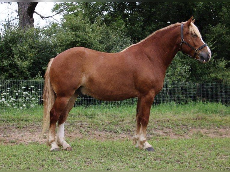American Quarter Horse Wallach 14 Jahre 163 cm Dunkelfuchs in Howell MI