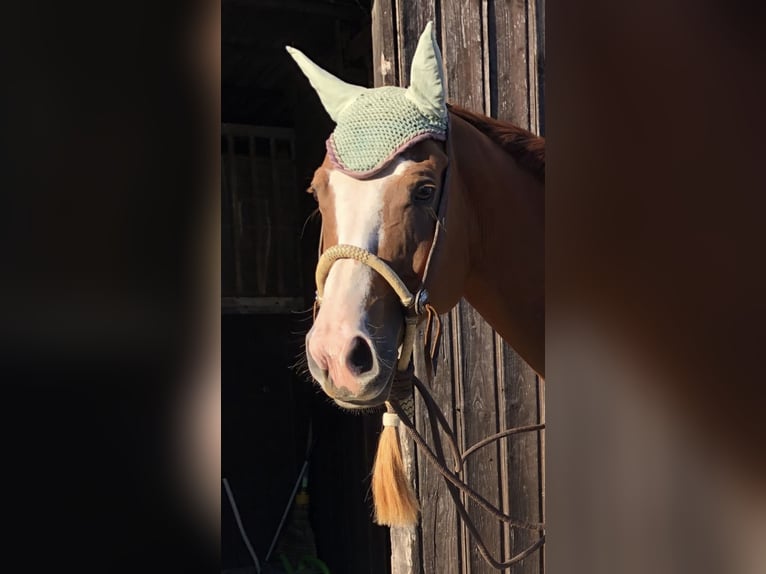 American Quarter Horse Wallach 14 Jahre 163 cm Fuchs in Balen