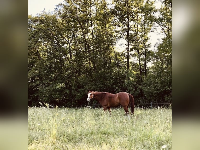 American Quarter Horse Wallach 14 Jahre 163 cm Fuchs in Balen