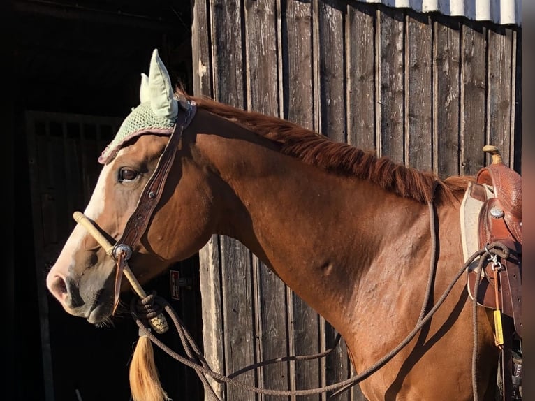 American Quarter Horse Wallach 14 Jahre 163 cm Fuchs in Balen