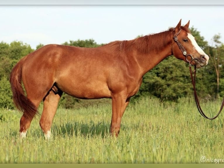 American Quarter Horse Wallach 14 Jahre 163 cm Fuchs in Balen