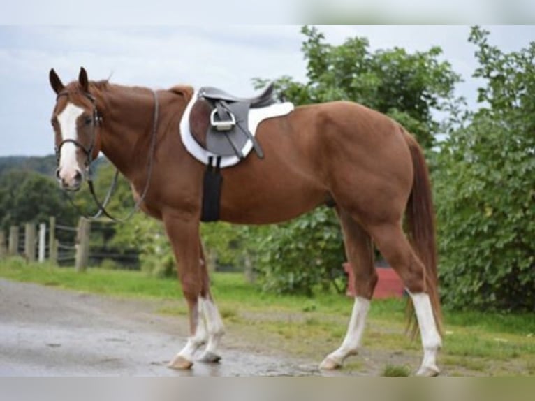 American Quarter Horse Wallach 14 Jahre 163 cm Fuchs in Balen