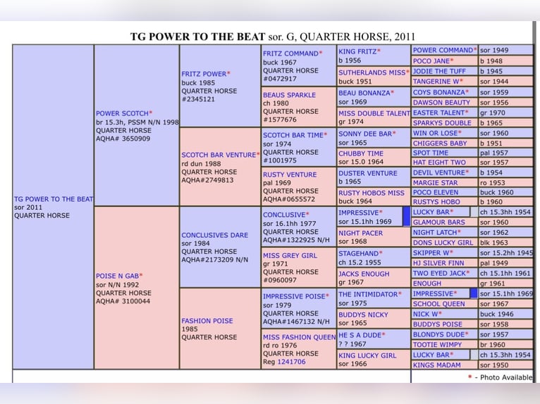 American Quarter Horse Wallach 14 Jahre 163 cm Fuchs in Balen