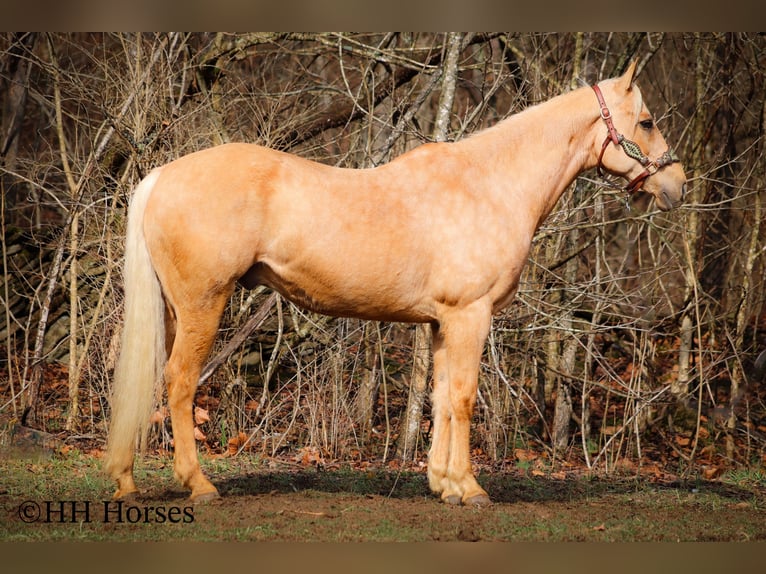 American Quarter Horse Wallach 14 Jahre 163 cm Palomino in Flemingsburg KY