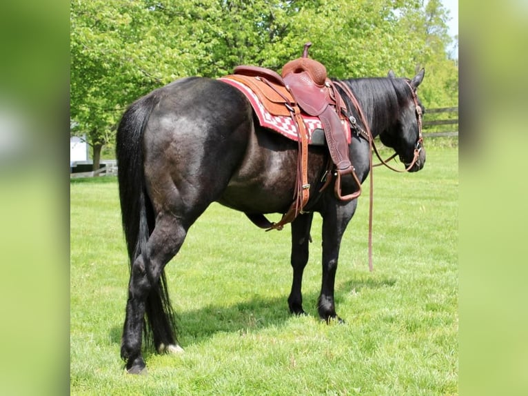 American Quarter Horse Mix Wallach 14 Jahre 163 cm Rappe in Allentown, NJ