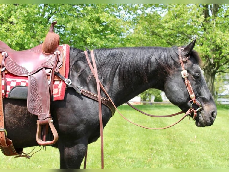 American Quarter Horse Mix Wallach 14 Jahre 163 cm Rappe in Allentown, NJ