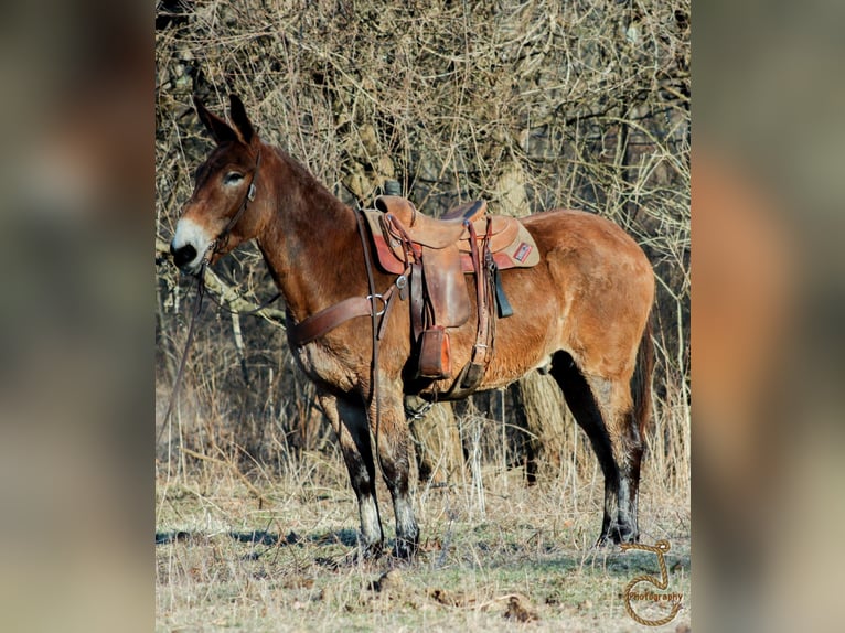 American Quarter Horse Wallach 14 Jahre 163 cm Rotbrauner in Walkerton IN