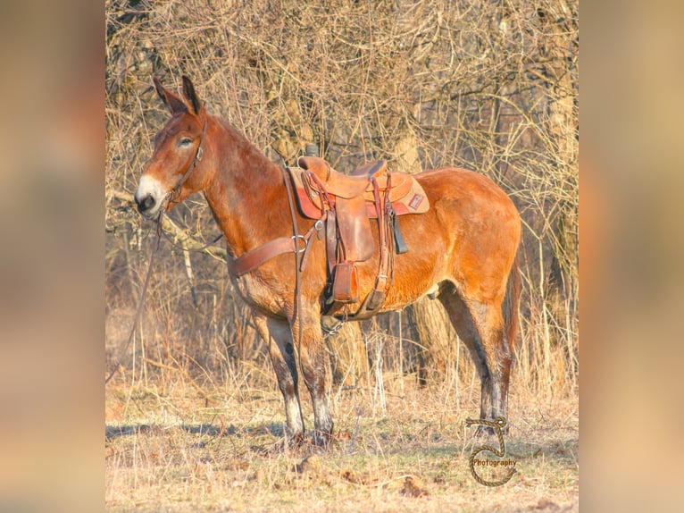 American Quarter Horse Wallach 14 Jahre 163 cm Rotbrauner in Walkerton IN