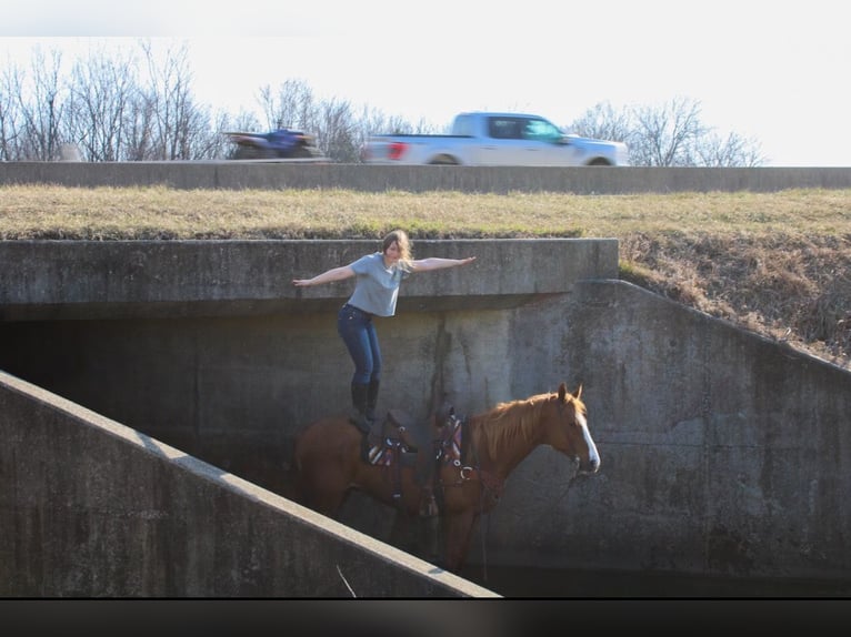 American Quarter Horse Wallach 14 Jahre 163 cm Rotfuchs in Atlanta
