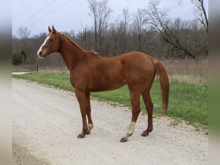 American Quarter Horse Wallach 14 Jahre 163 cm Rotfuchs in Atlanta
