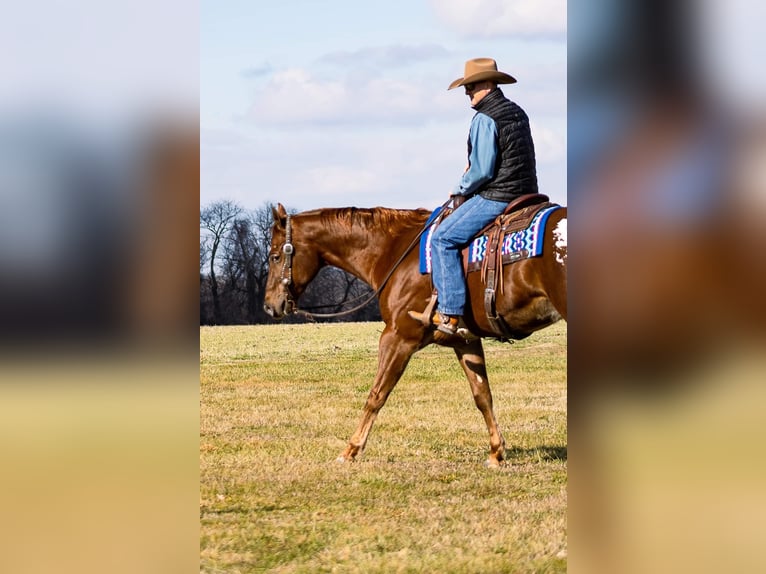 American Quarter Horse Wallach 14 Jahre 163 cm Rotfuchs in Mountain Grove MO