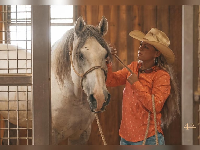American Quarter Horse Wallach 14 Jahre 163 cm Schimmel in Granbury, TX