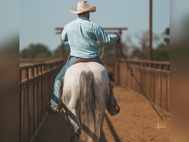 American Quarter Horse Wallach 14 Jahre 163 cm Schimmel in Granbury, TX