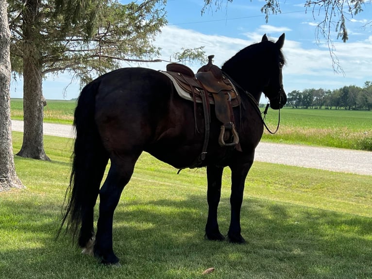 American Quarter Horse Wallach 14 Jahre 165 cm Rappe in Zearing Iowa