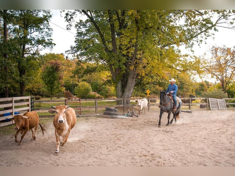 American Quarter Horse Wallach 14 Jahre 165 cm Roan-Blue in Middletown OH