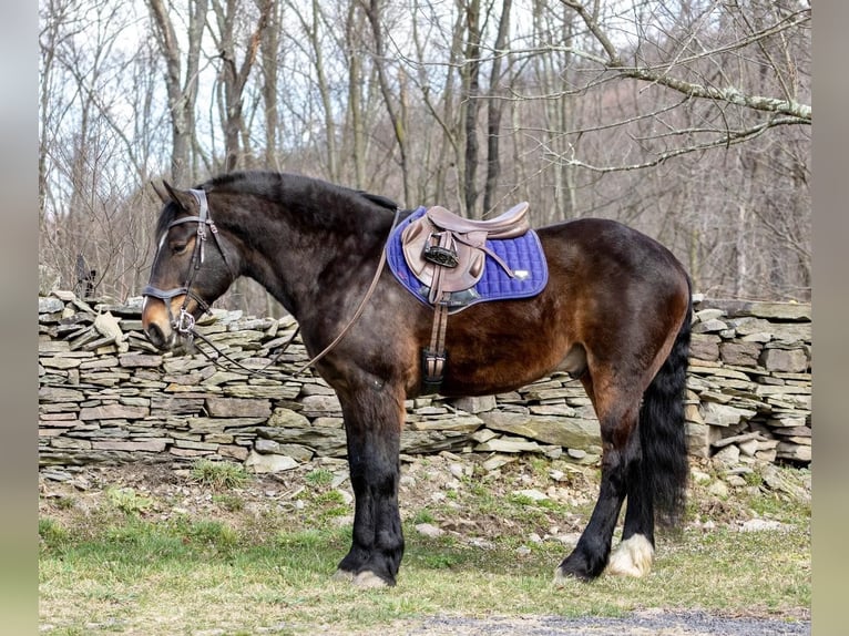 American Quarter Horse Wallach 14 Jahre 165 cm Rotbrauner in Everett PA