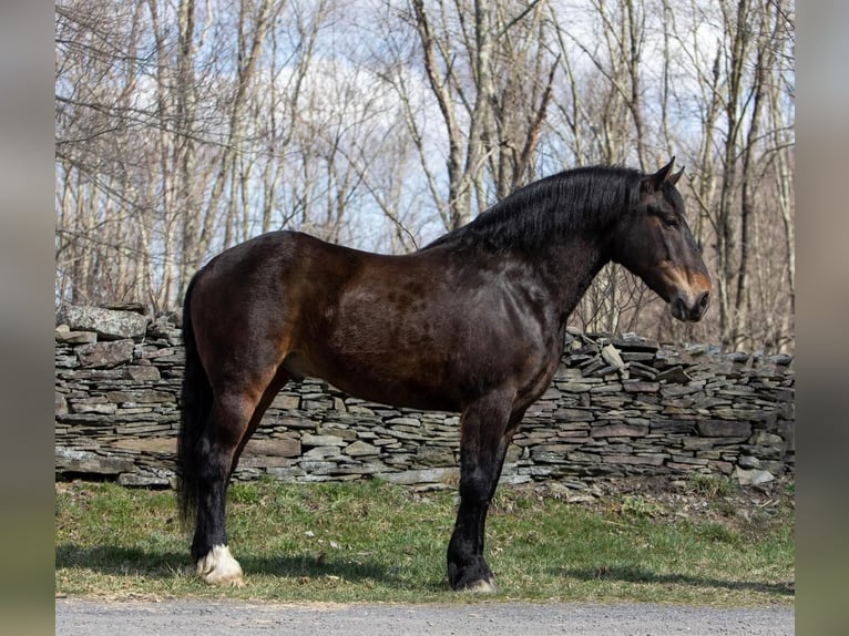 American Quarter Horse Wallach 14 Jahre 165 cm Rotbrauner in Everett PA