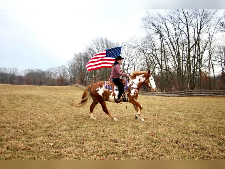 American Quarter Horse Wallach 14 Jahre 168 cm Overo-alle-Farben in Highland MI