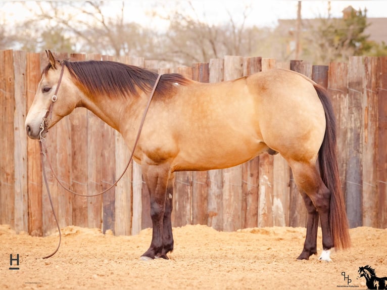 American Quarter Horse Wallach 14 Jahre Buckskin in Joshua, TX