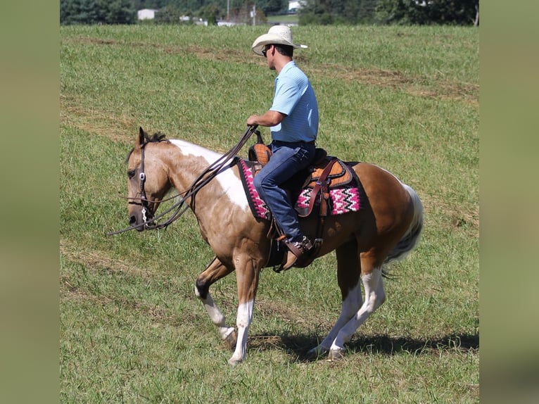 American Quarter Horse Wallach 14 Jahre Buckskin in Mount Vernon KY