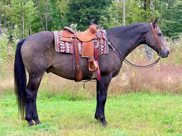 American Quarter Horse Wallach 14 Jahre Buckskin in Cannon Falls