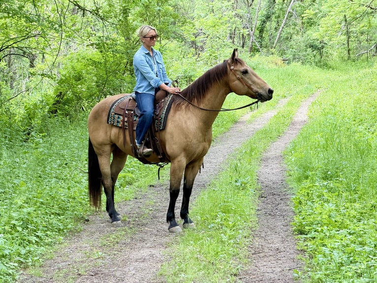 American Quarter Horse Wallach 14 Jahre Buckskin in Cannon Falls